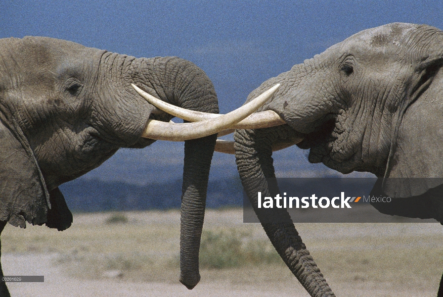 Toros de elefante africano (Loxodonta africana) enganchado en el saludo ritual, Parque Nacional de A