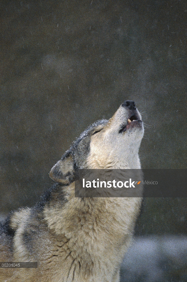 Lobo (lupus de Canis) grito, parque zoológico de Oregon, Portland, Oregon