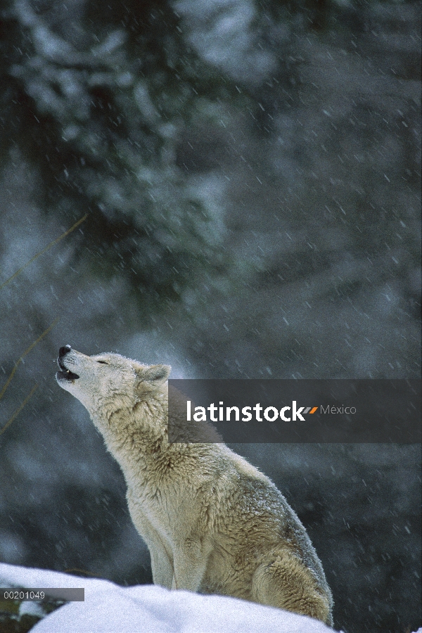 Hembra de lobo (Canis lupus) aullando en la nieve que cae, América del norte