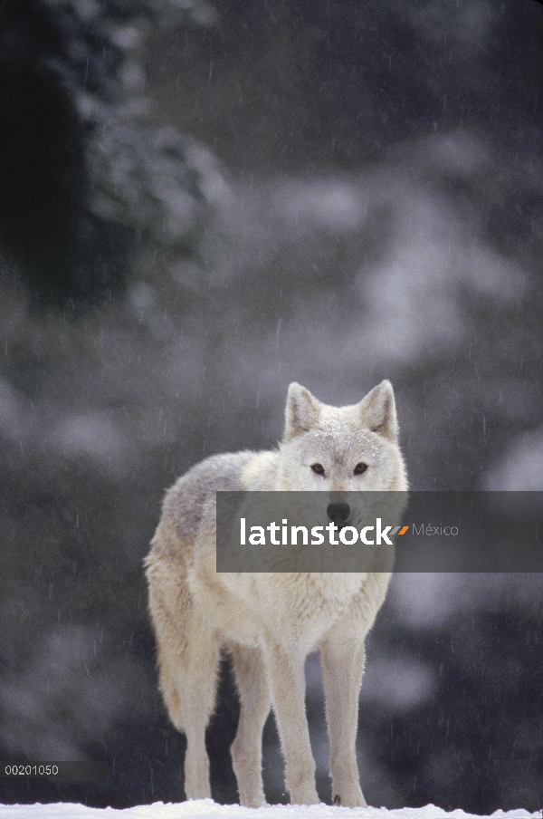 Hembra de lobo (Canis lupus) en nieve que cae, América del norte