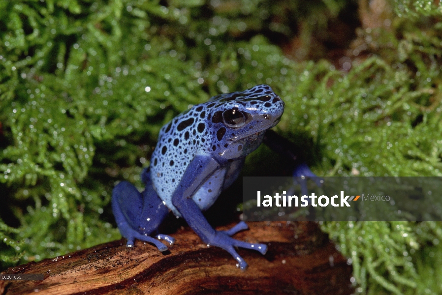 Blue Poison Dart Frog (Dendrobates azureus) segrega un líquido de su piel que es utilizado por los i