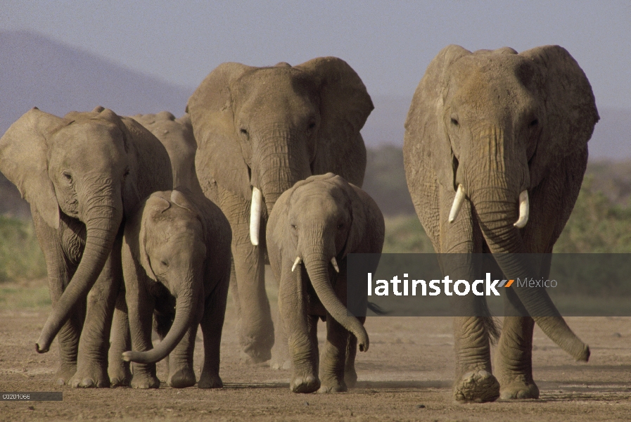 Elefante africano (Loxodonta africana) de la manada con crías, Parque Nacional de Amboseli, Kenia