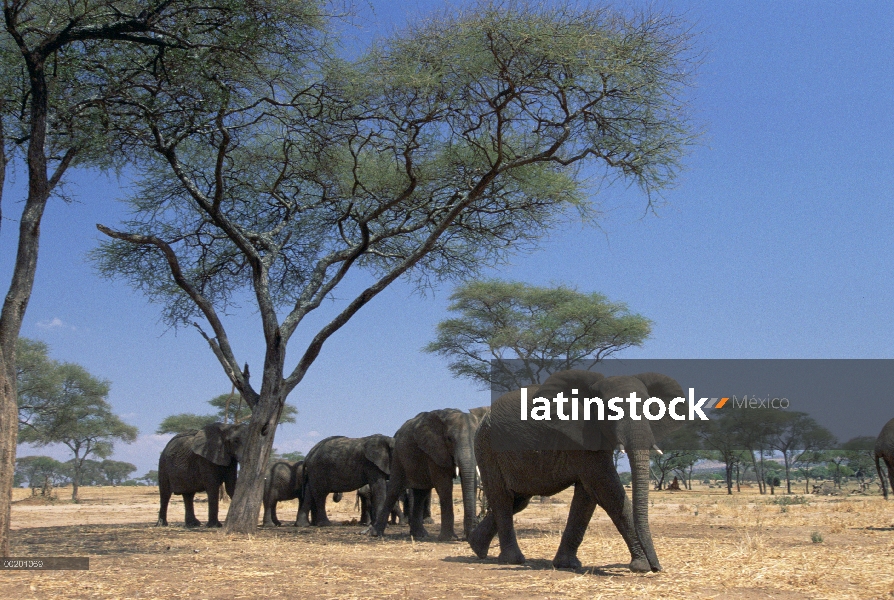 Grupo elefante africano (Loxodonta africana) bajo los árboles de la espina del paraguas, Parque Naci