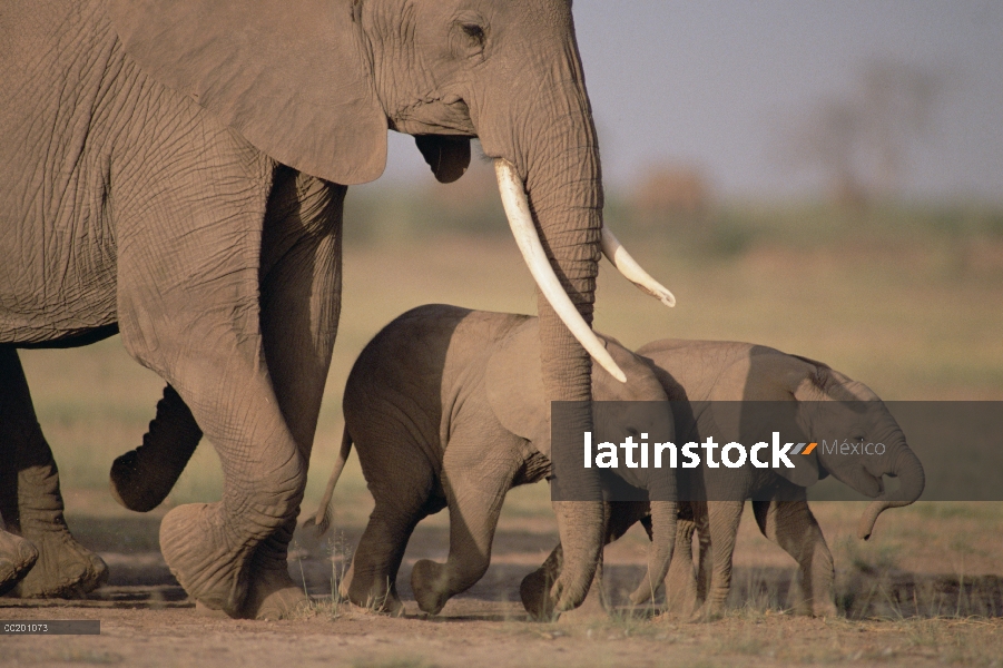 Elefante africano (Loxodonta africana) y los terneros, Parque Nacional de Amboseli, Kenia