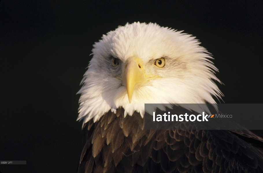 Retrato de águila calva (Haliaeetus leucocephalus), América del norte