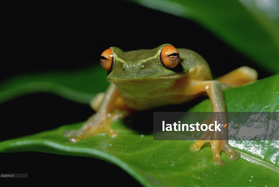 Rana australiana (Litoria sp) en la hoja, Delta del río de Kikori, Papua Nueva Guinea