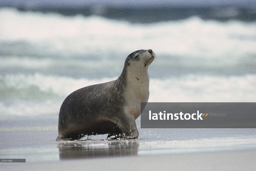 Hembra de León marino australiano (Neophoca cinerea) que viene en tierra, Isla Canguro, Australia