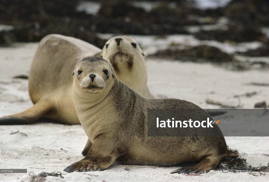 León marino australiano (Neophoca cinerea) madre y cachorro, Isla Canguro, Australia