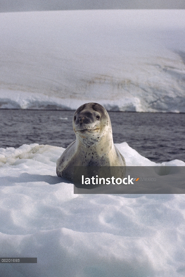 Foca leopardo (Hydrurga leptonyx) en hielo, Paradise Bay, Antártida