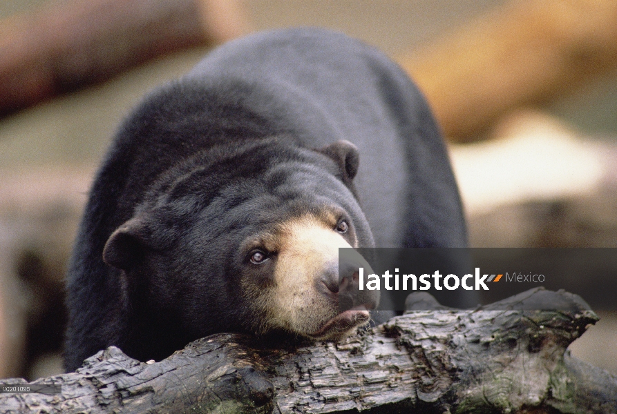 Oso del sol (malayanus de Helarctos) retrato, Woodland Park Zoo, Washington