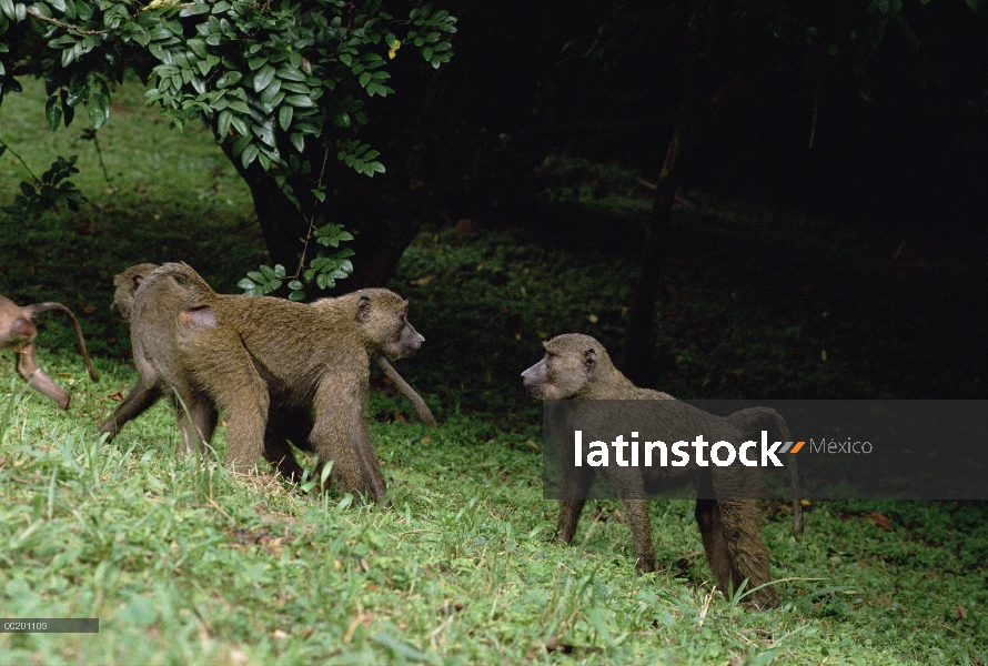 Confrontación de Olive Baboon (Papio anubis), Parque Nacional de Gombe Stream, Tanzania