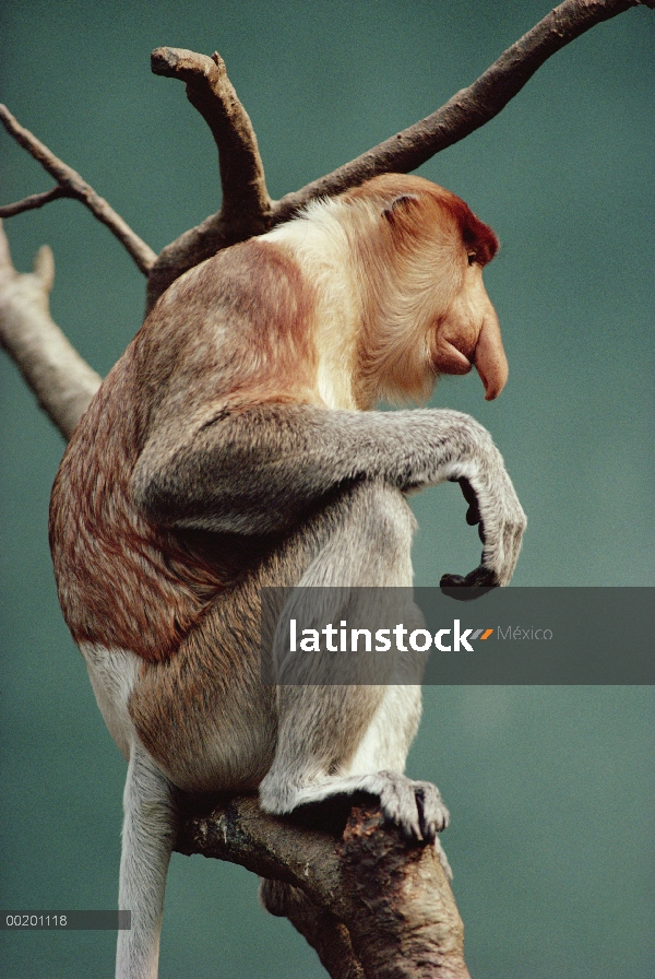 Proboscis Monkey (Nasalis larvatus) retrato, parque zoológico de Bronx, Nueva York