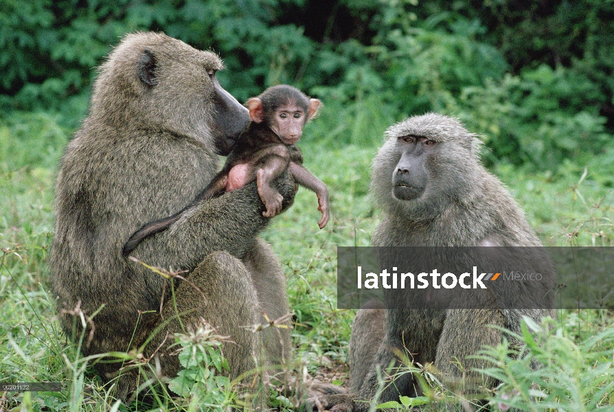 Olive Baboon (Papio anubis) celebración infantil, Parque Nacional de Gombe Stream, Tanzania