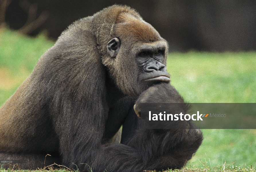 Retrato hombre gorila occidental (Gorilla gorilla gorilla), en peligro de extinción, originaria de Á