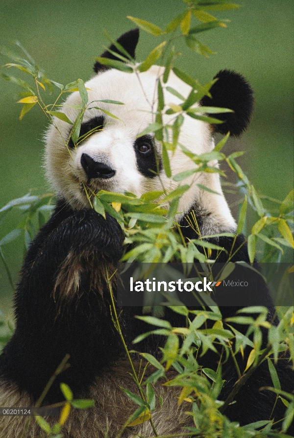 Panda gigante (Ailuropoda melanoleuca) comiendo bambú, endémico de los bosques del sureste de China