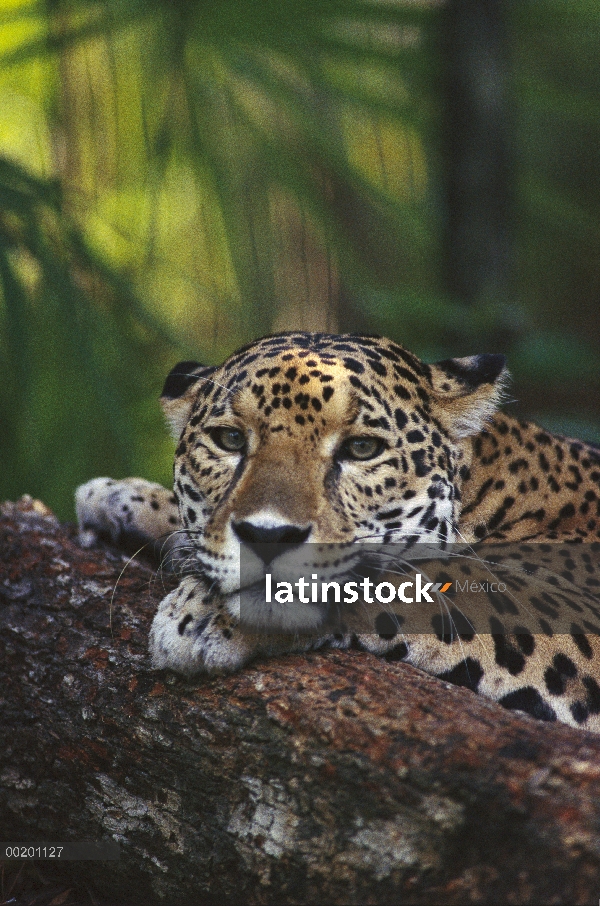 Jaguar (Panthera onca) en reposo, parque zoológico de Belice, Belice