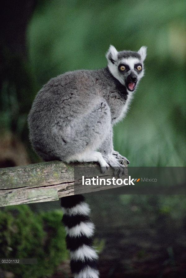 Lémur de cola anillada (Lemur catta) llamar, Woodland Park Zoo, endémica de Seattle, Washington, al 