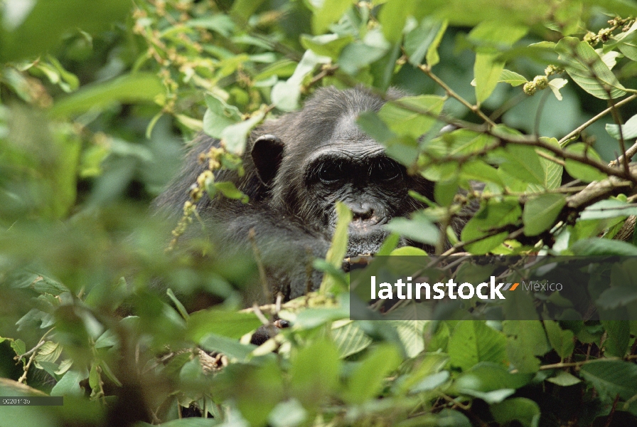 Chimpancé (Pan troglodytes) comer en árbol, Parque Nacional de Gombe Stream, Tanzania