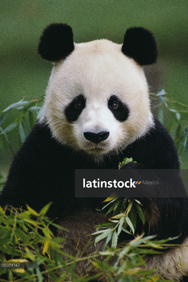 Panda gigante (Ailuropoda melanoleuca) comiendo bambú, China