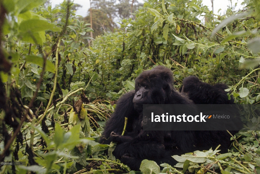 Grupo en la selva de niebla en la montaña gorila (Gorilla gorilla beringei), montañas de Virunga sit