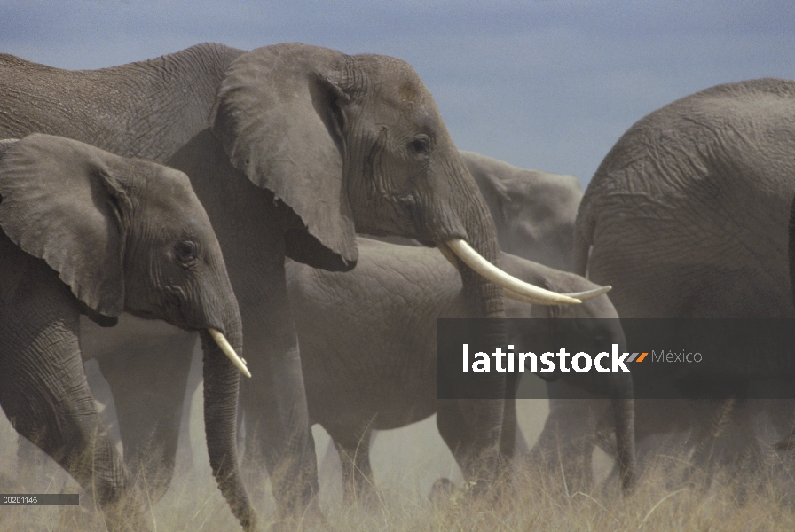 Manada de elefantes africanos (Loxodonta africana) caminar sobre llanura polvorienta, Parque Naciona