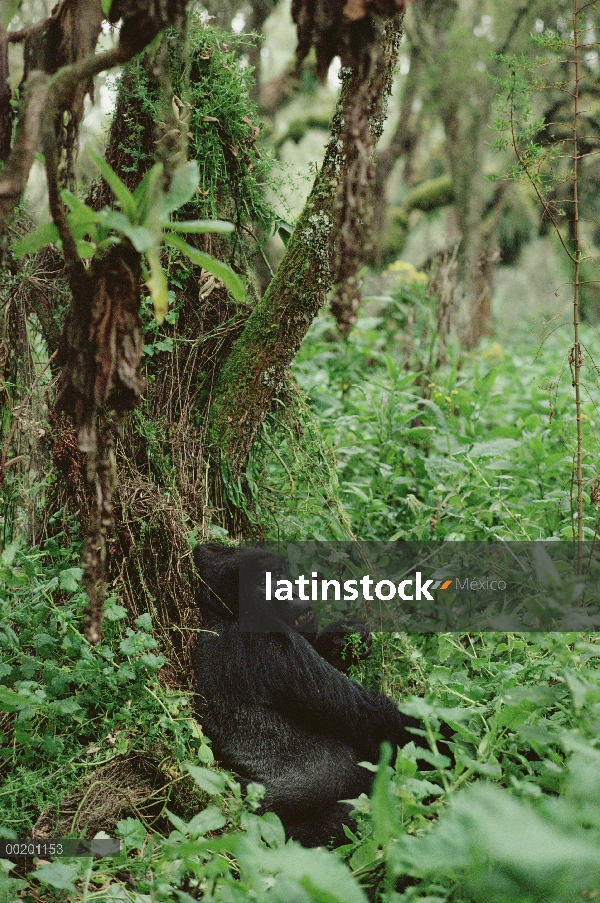 Gorila de la montaña (beringei del gorila del gorila) macho, montañas de Virunga situado a lo largo 