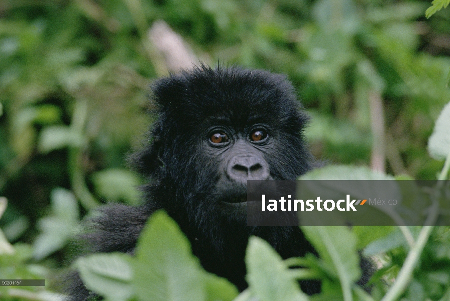 Juvenil de montaña gorila (Gorilla gorilla beringei), montañas de Virunga a lo largo de la frontera 