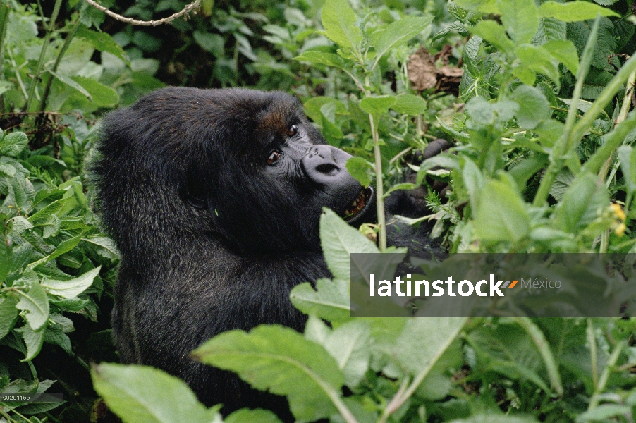 Gorila de la montaña (beringei del gorila del gorila) macho, montañas de Virunga situado a lo largo 