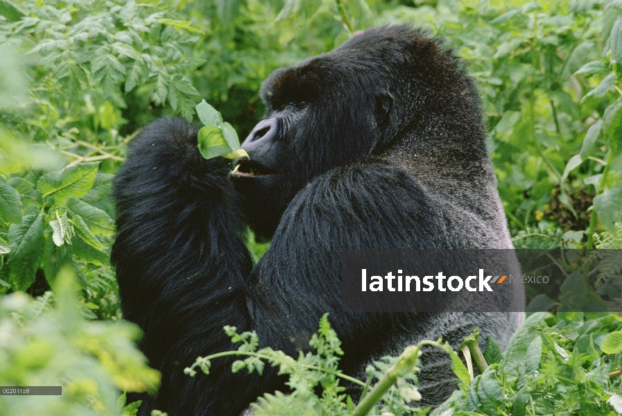 Gorila de la montaña (beringei del gorila del gorila) macho, montañas de Virunga situado a lo largo 