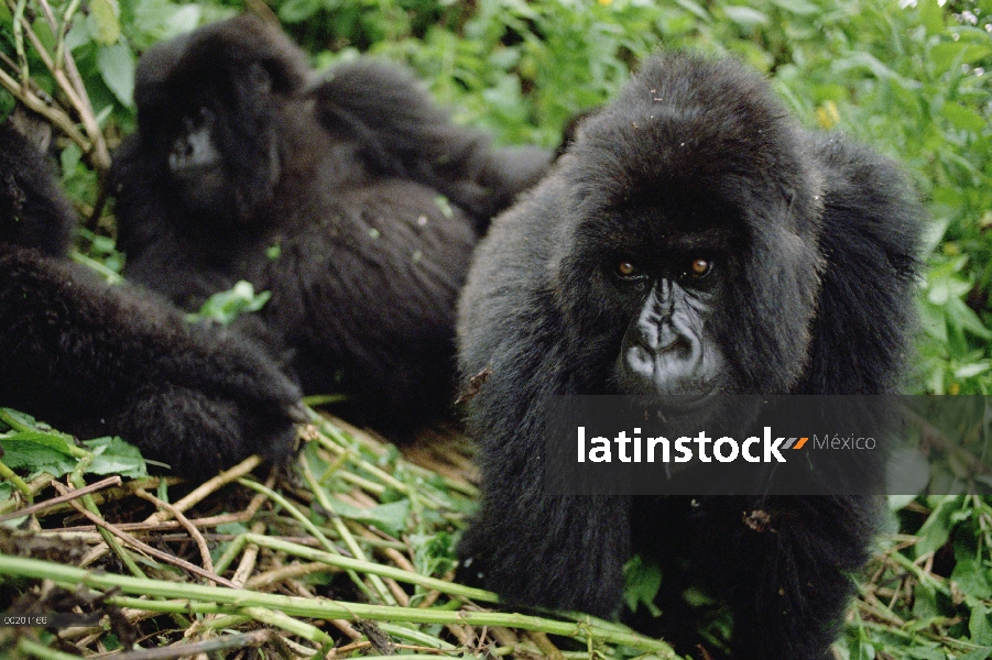 Gorila de la montaña (beringei del gorila del gorila) hembra, montañas de Virunga situado a lo largo