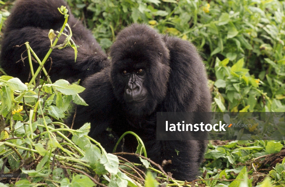 Gorila de la montaña (beringei del gorila del gorila) hembra, montañas de Virunga situado a lo largo