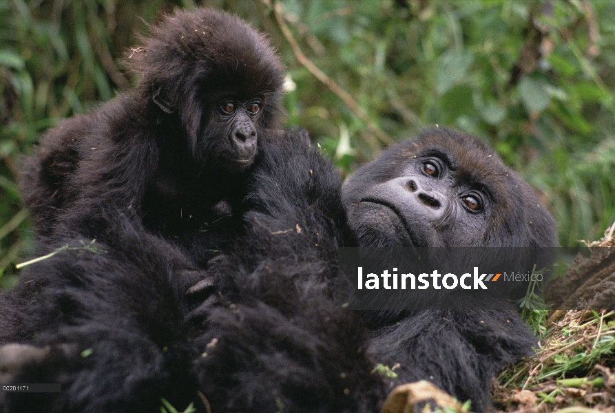 La montaña gorila (Gorilla gorilla beringei) mamá y bebé, montañas de Virunga ubicado a lo largo de 