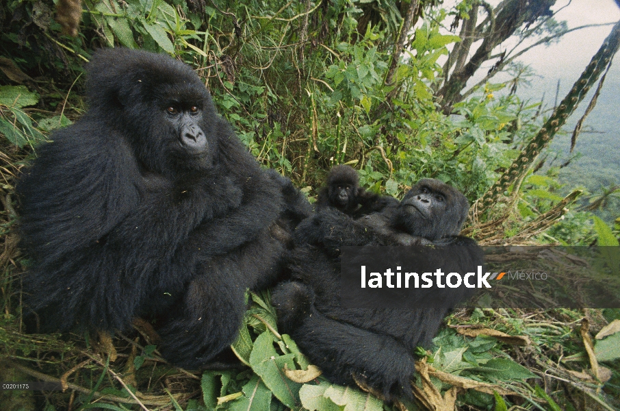 Familia de gorila (Gorilla gorilla beringei) la montaña descansando en la selva, Virunga, Rwanda