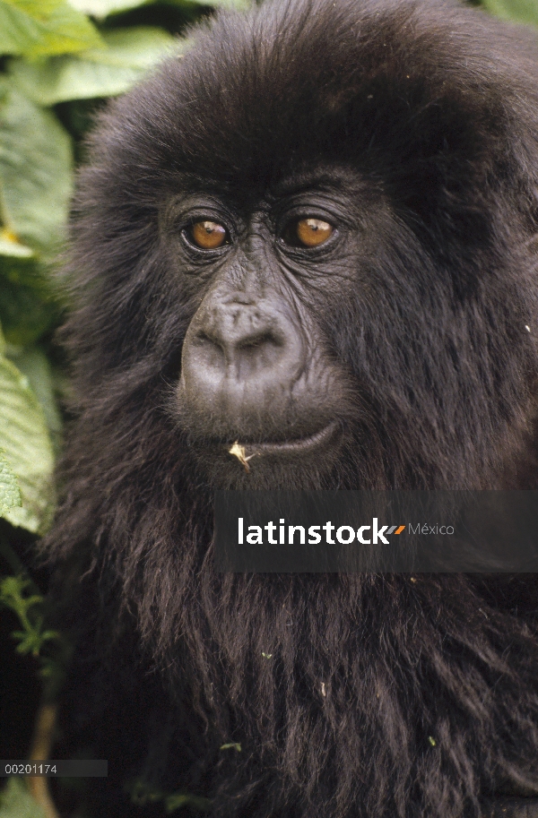 Retrato juvenil de montaña gorila (Gorilla gorilla beringei), montañas de Virunga a lo largo de la f