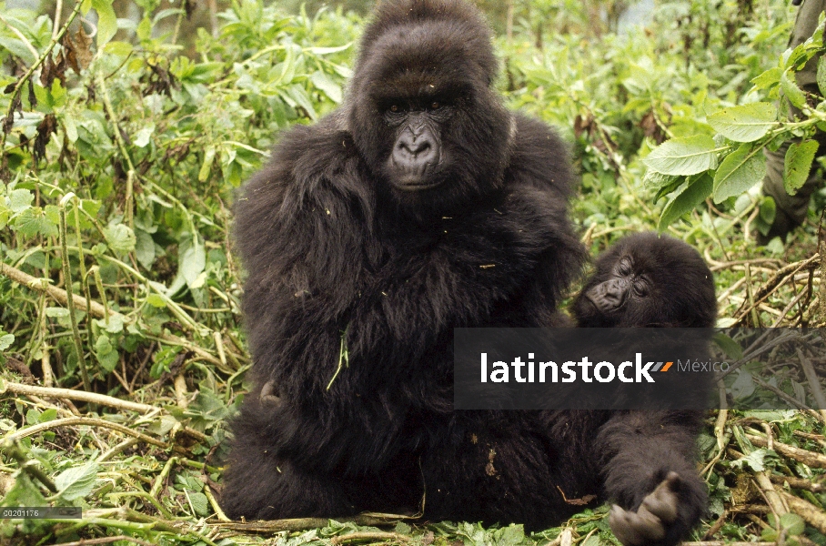 La montaña gorila (Gorilla gorilla beringei) mamá y bebé, montañas de Virunga ubicado a lo largo de 