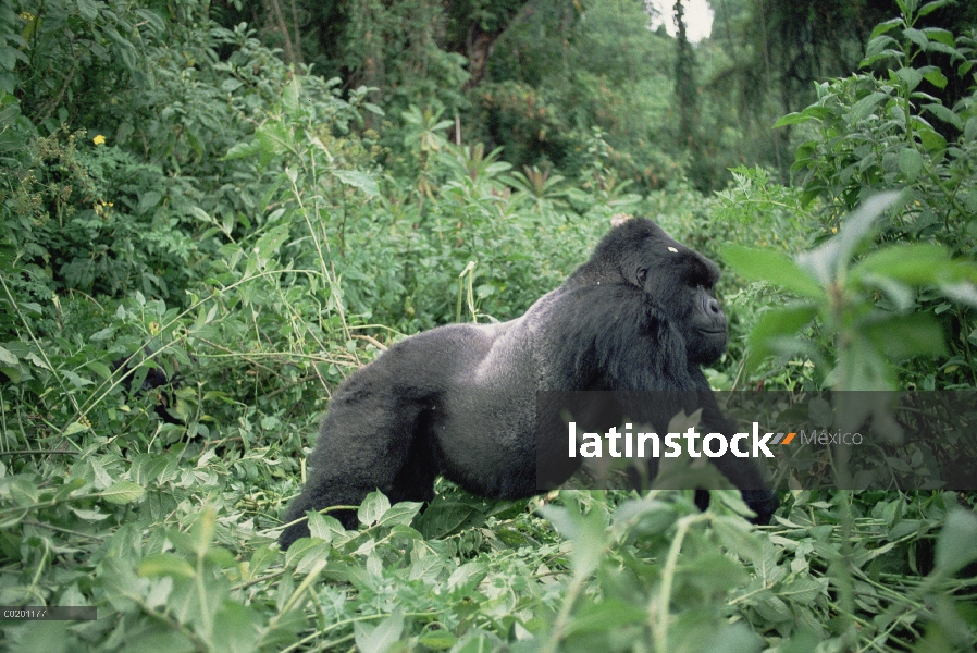 Gorila de la montaña (beringei del gorila del gorila) macho, montañas de Virunga situado a lo largo 