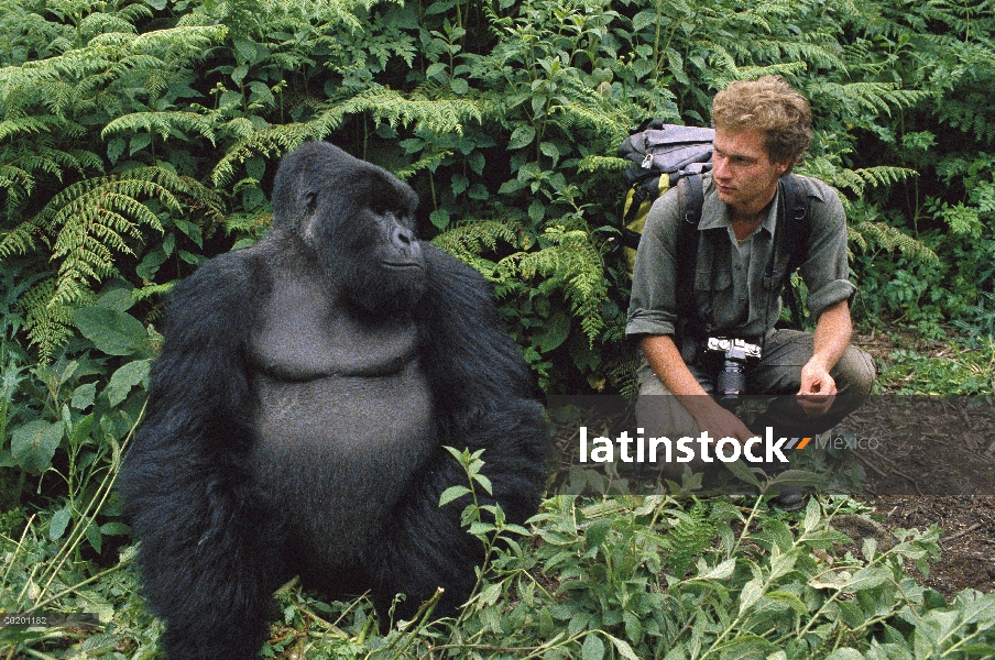 Gorila de la montaña (beringei del gorila del gorila) con el investigador, las montañas de Virunga, 