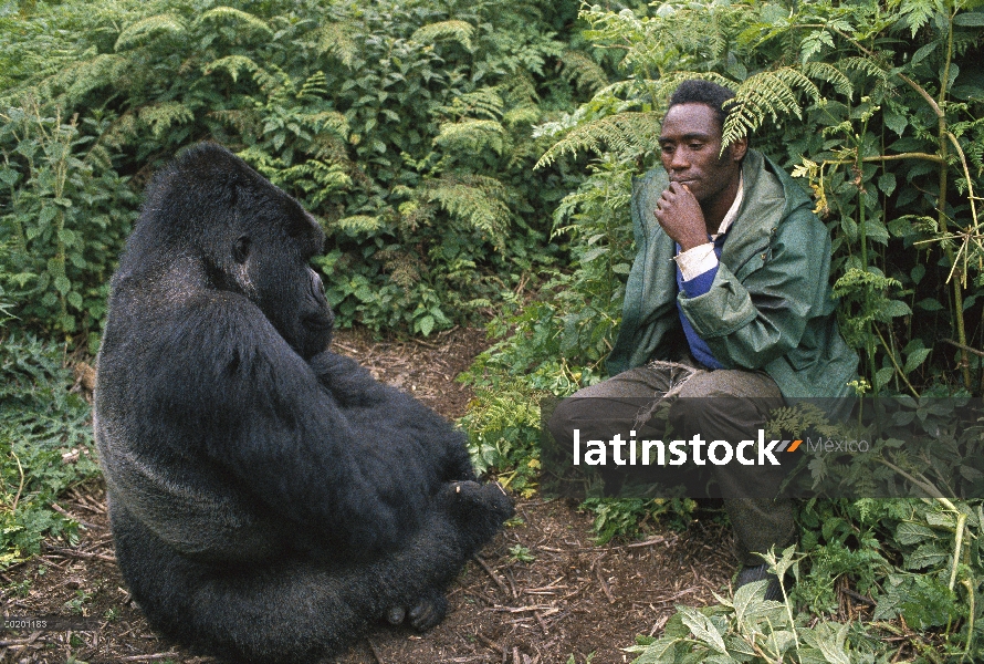 Gorila de la montaña (beringei del gorila del gorila) y tracker, montañas de Virunga, República Demo