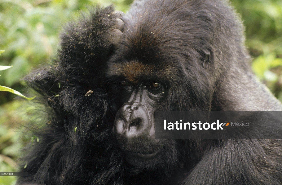 Gorila de la montaña (beringei del gorila del gorila) macho, montañas de Virunga situado a lo largo 