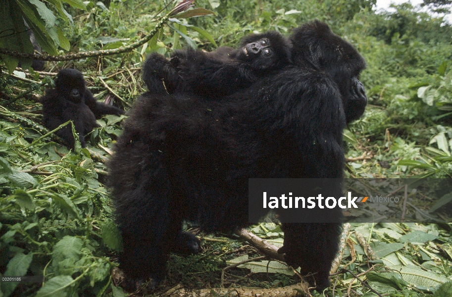 Bebé de gorila (Gorilla gorilla beringei) montaña equilibrio en la espalda de la madre, montañas de 