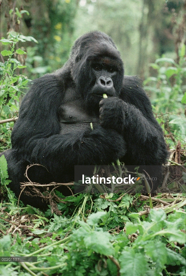 Gorila de montaña (Gorilla gorilla beringei) comer, montañas de Virunga, Rwanda