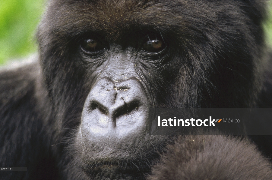 Retrato femenino de montaña gorila (Gorilla gorilla beringei), montañas de Virunga, Rwanda