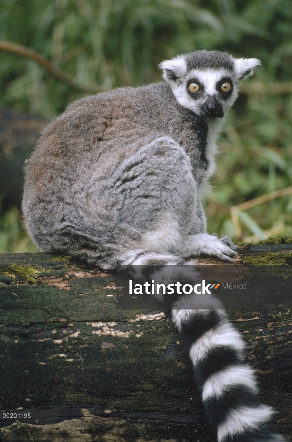 Retrato de cola anillada Lemur (Lemur catta), Madagascar