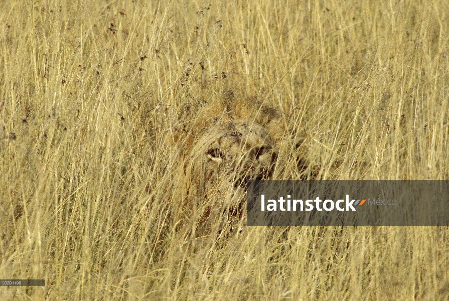 Joven macho León africano (Panthera leo) camuflado en hierba alta, Masai Mara, Kenia