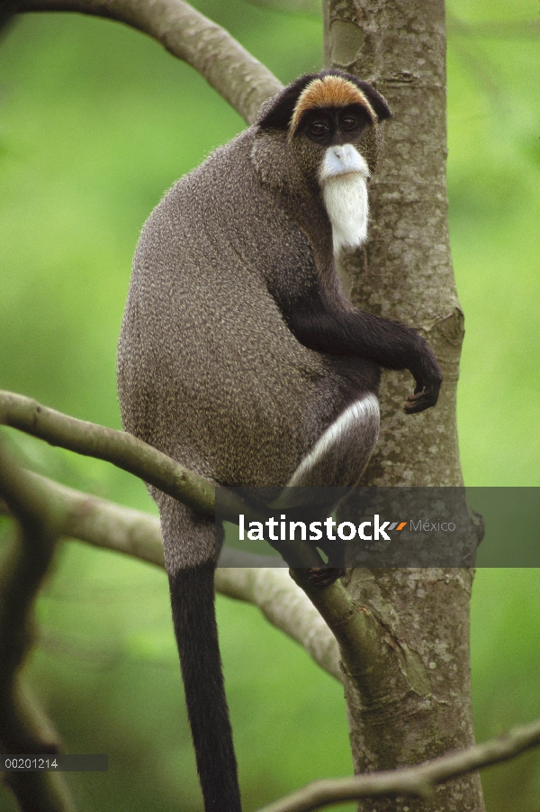 Retrato de mono (Cercopithecus neglectus) de Brazza, animales cautivos, Woodland Park Zoo, Washingto