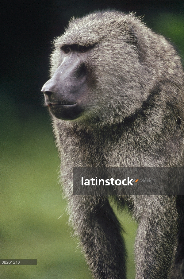 Retrato masculino de Olive Baboon (Papio anubis), Parque Nacional de Gombe Stream, Tanzania