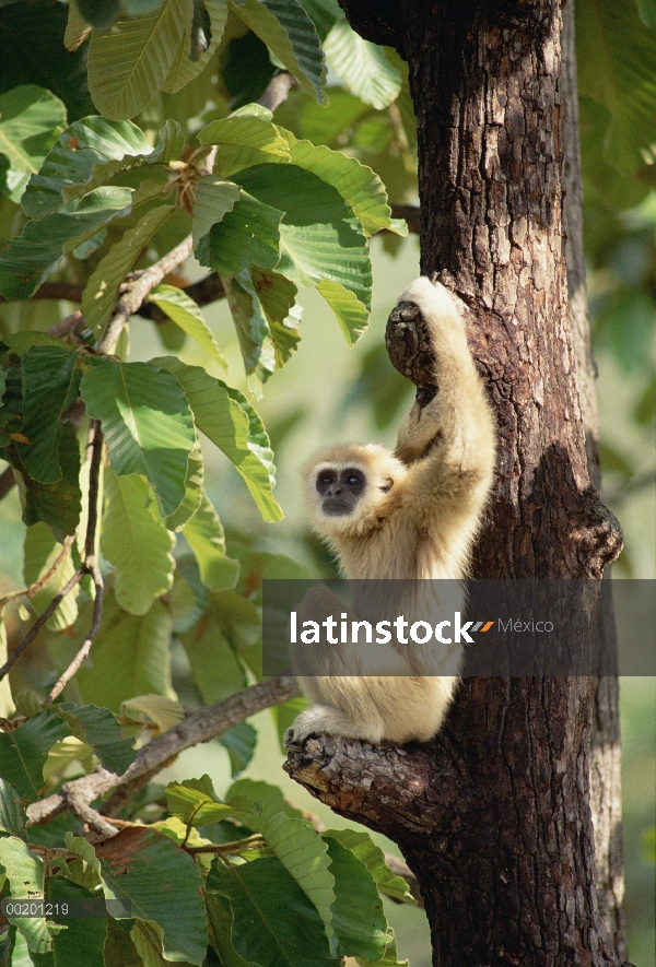 Gibón de manos blancas (Hylobates lar) en árbol, norte de Tailandia