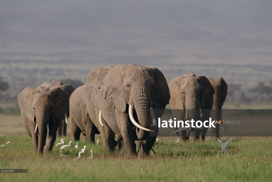 Rebaño matriarcal de elefante africano (Loxodonta africana), Parque Nacional de Amboseli, Kenia