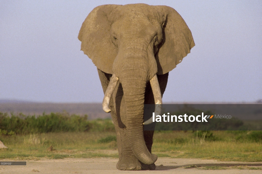 Toro del elefante africano (Loxodonta africana), Parque Nacional de Amboseli, Kenia