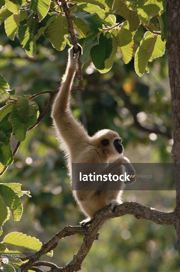 Gibón de manos blancas (Hylobates lar) en árbol, norte de Tailandia